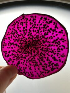 Dragon Fruit Close Up Close up of a Fruitanicals dried dragon fruit slice held up